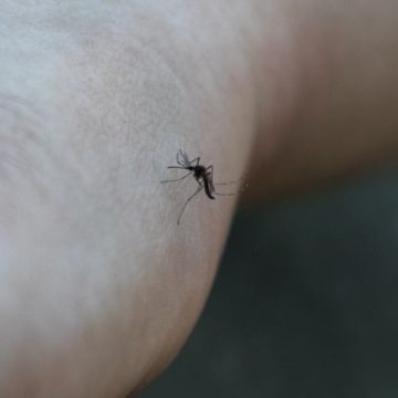 Effets de la chaleur sur la prolifération des moustiques en France