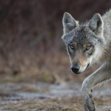 3c214fbc-2a37-4f07-9780-e96ae0ba4fbf Interpellation pour destruction illégale de loups dans les Hautes-Alpes