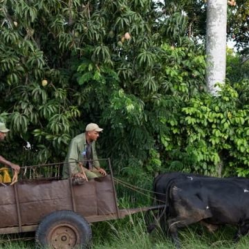 3ca6e21c-f9b6-4523-96a8-090b328ac923 Cuba en crise : les conséquences de l’embargo pétrolier sur l’agriculture