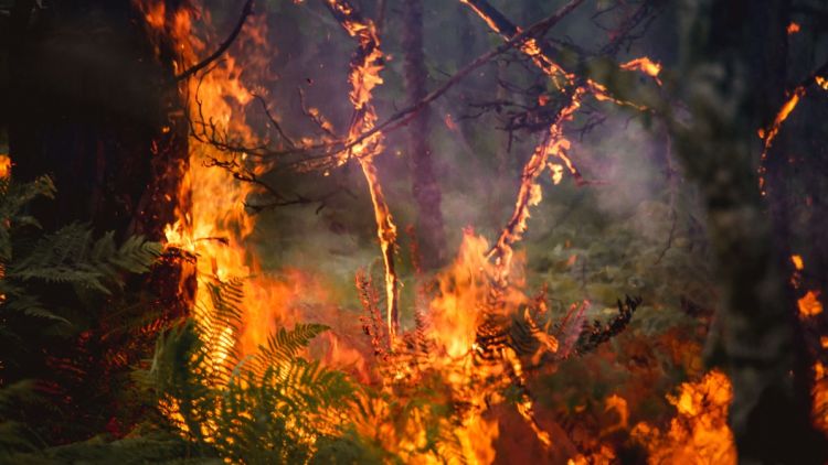 3d66a7c1-b3da-4542-a5fb-a98bcd435e69 Incendies en forêt de Fontainebleau : Deux pompiers blessés et les feux fixés