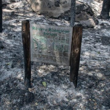 3f54d65f-5172-4485-931e-9666251fa3fe Incendies dans le massif de Fontainebleau : un écosystème en péril