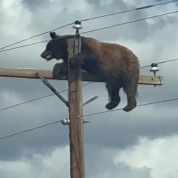 Un ours électrocuté sur un poteau électrique aux États-Unis