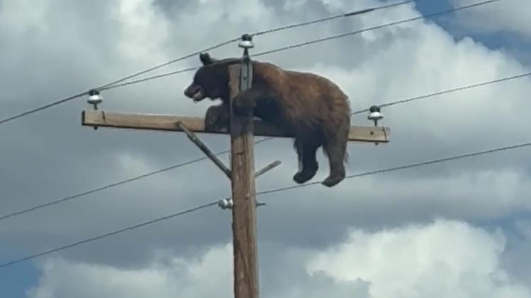 3fb86576-cb4d-4ee2-b63b-ba6f3b7436b2 Un ours électrocuté sur un poteau électrique aux États-Unis