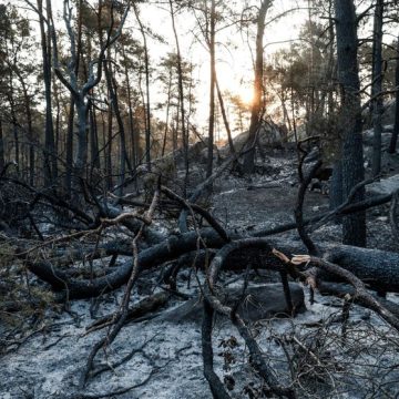 Incendie dans la forêt de Fontainebleau : Un trésor national perdu