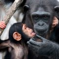 Meta accusé de favoriser le trafic illégal d’espèces sauvages sur ses plateformes