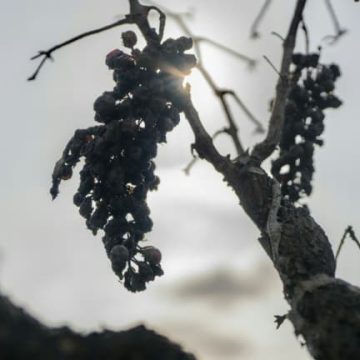 50e2d288-6066-4251-847f-11039fcac325 Les défis climatiques pour le vignoble français en 2026
