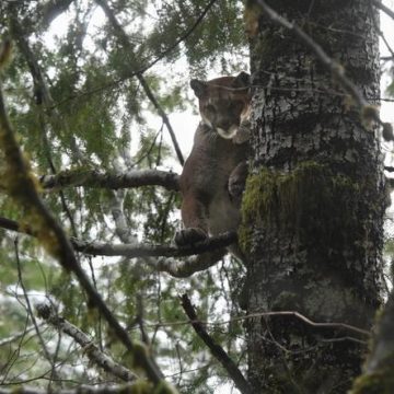 La menace sur les espèces menacées face aux changements législatifs