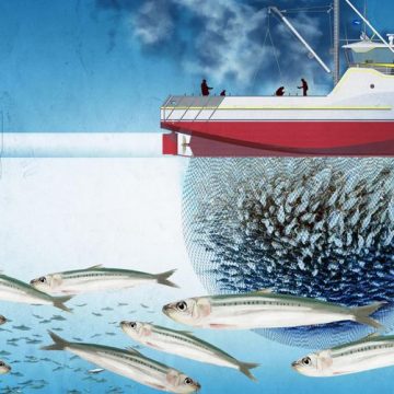 La raréfaction de la sardinelle en Afrique de l&rsquo;Ouest : enjeux et conséquences