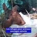 Refuges pour animaux sauvages sous pression à cause des incendies et canicules