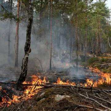 53742cc0-fc12-4d47-bb06-bb6b673c21a8 Des ouvriers mis en cause pour un incendie à Fontainebleau