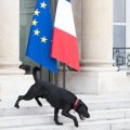 Les actions des dirigeants français pour la protection animale
