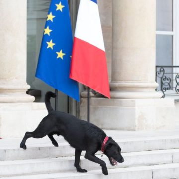 Les actions des dirigeants français pour la protection animale