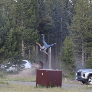 5ff18c57-43de-4f81-a4d7-0bb128a383bb Un touriste blessé par un bison dans le parc de Yellowstone
