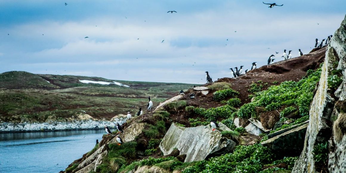Voyage en Scandinavie : La faune de l’île de Hornoya