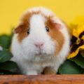 Consommation de cochons d’Inde au Royaume-Uni: Un projet novateur au Pays de Galles