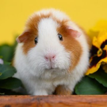 Consommation de cochons d&rsquo;Inde au Royaume-Uni: Un projet novateur au Pays de Galles
