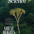 Les arbres géants face à la sécheresse : une résistance insoupçonnée