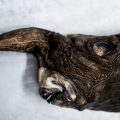 Découverte d’une nouvelle espèce de requin fantôme au Costa Rica