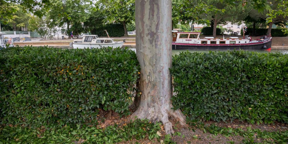 Épidémie de chancre coloré le long du canal du Midi