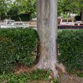 Épidémie de chancre coloré le long du canal du Midi