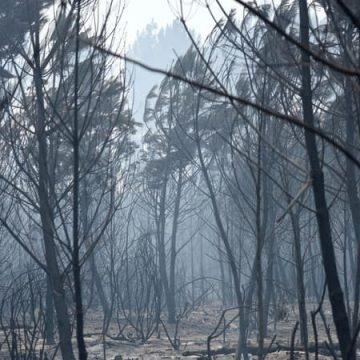 L&rsquo;incendie de Biscarrosse maîtrisé, réouverture des quartiers