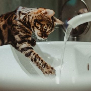 85a0ee63-d0bb-45c9-a705-606f05e39936 Aider vos animaux à faire face à la chaleur estivale