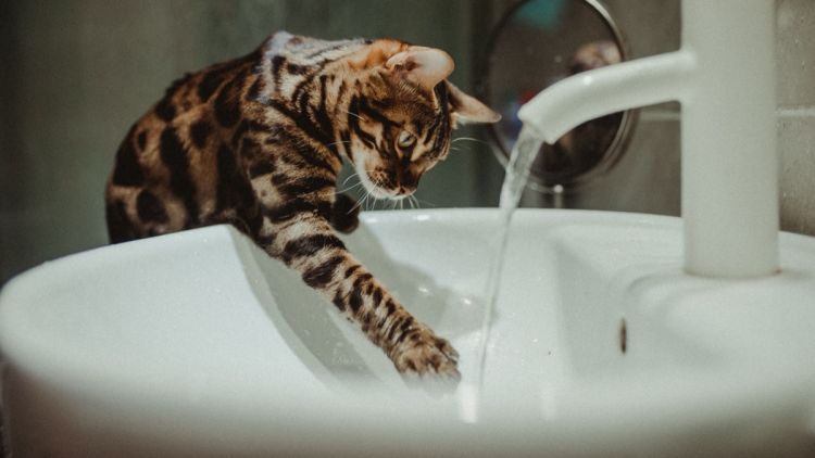 85a0ee63-d0bb-45c9-a705-606f05e39936 Aider vos animaux à faire face à la chaleur estivale