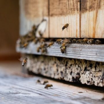 Les apiculteurs français face à la canicule et à la sécheresse