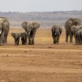 Mort d’Éléphants au Kenya à Cause de Pesticides au Cyanure