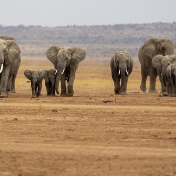 Mort d&rsquo;Éléphants au Kenya à Cause de Pesticides au Cyanure
