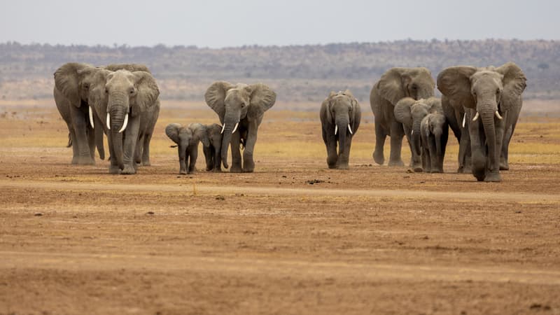 878b17a4-0e55-4f3a-929c-dab26cc39089 Mort d’Éléphants au Kenya à Cause de Pesticides au Cyanure