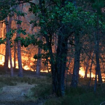 Mise en Examen des Ouvriers et Enquête sur Incendies en Forêt de Fontainebleau