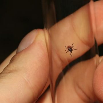 96d36174-c16a-4ad0-9682-449fee73488d Le virus Powassan : un danger qui inquiète