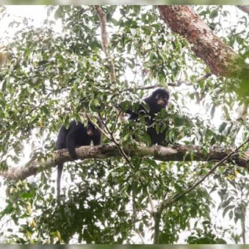 Identification d&rsquo;une nouvelle espèce de singe: le Colobus Congoensis