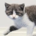 Le clonage animal et ses implications éthiques et sentimentales