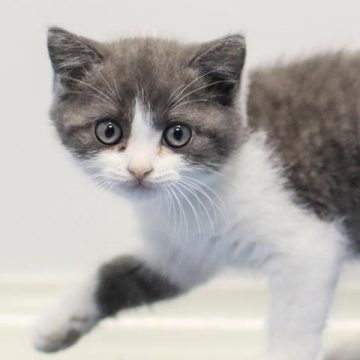 a3653ae7-85df-4973-920f-dc5d49dfa24c Le clonage animal et ses implications éthiques et sentimentales