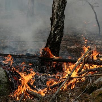 a9e6cfc7-83b7-4e8d-9574-2fc6345cac4f Mobilisation face aux incendies à Fontainebleau et impact sur la faune