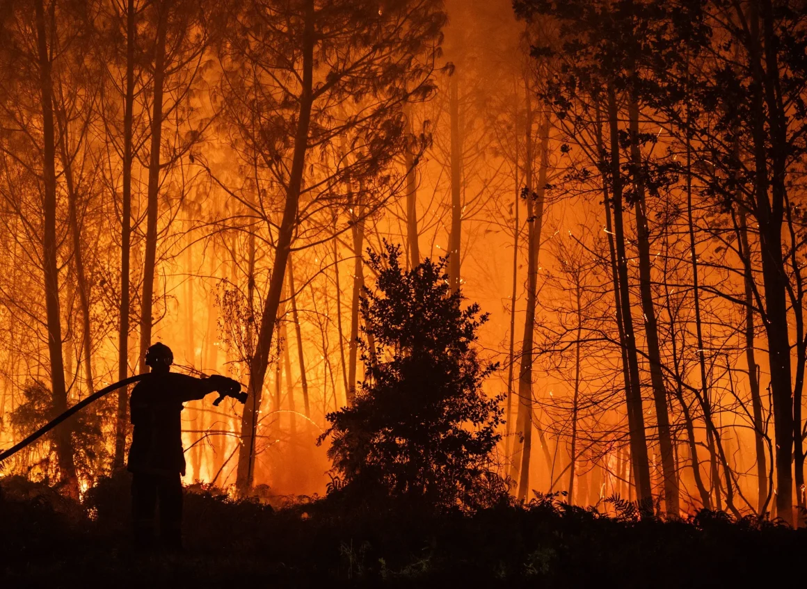 Repenser la Reforestation en France : Défis et Stratégies