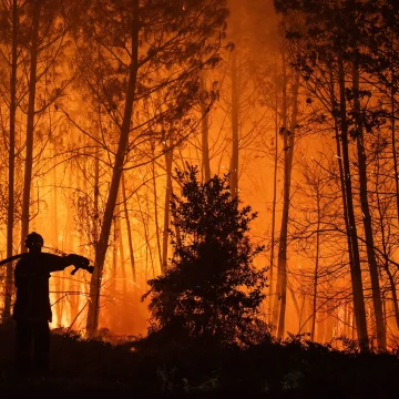 b3354ef7-ab93-4d1f-8b10-eea553e9d450 Repenser la Reforestation en France : Défis et Stratégies
