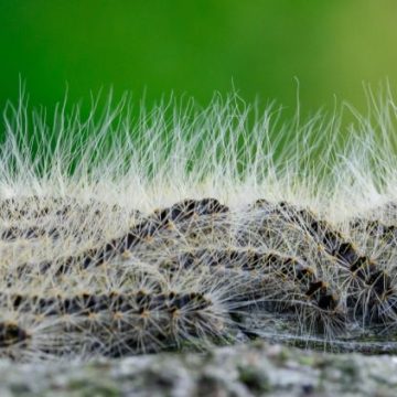 Les dangers des chenilles urticantes en France