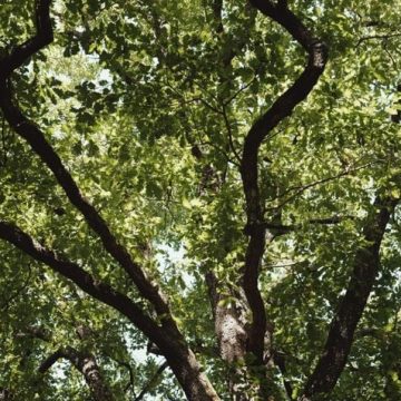 Les forêts face aux vagues de chaleur : entre résilience et risques accrus