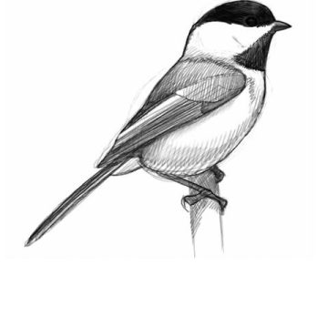 David Sibley: L&rsquo;art de Dessiner des Oiseaux