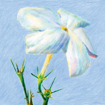 c7cd54ba-7525-4883-85bf-d92a7c0da333 Un parfum d’été : Le jasmin de Grasse