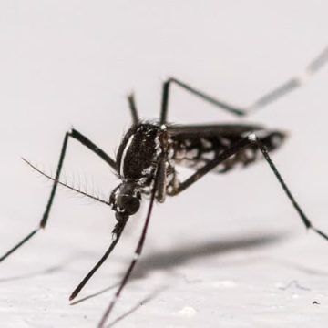 Invasion de moustiques: un vol Ryanair évacué pour raisons sanitaires