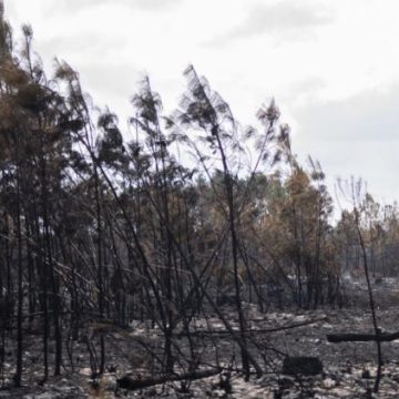 d6434ba5-2630-420f-853e-e0997e4316d9 Reconstruction des forêts girondines après les incendies