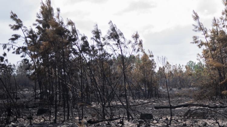 d6434ba5-2630-420f-853e-e0997e4316d9 Reconstruction des forêts girondines après les incendies