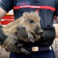 Conséquences Environnementales des Incendies en France sur la Faune