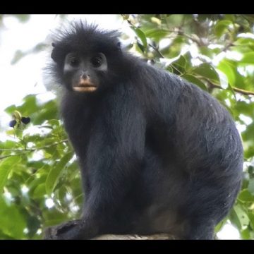Découverte d’une Nouvelle Espèce de Primate en RDC