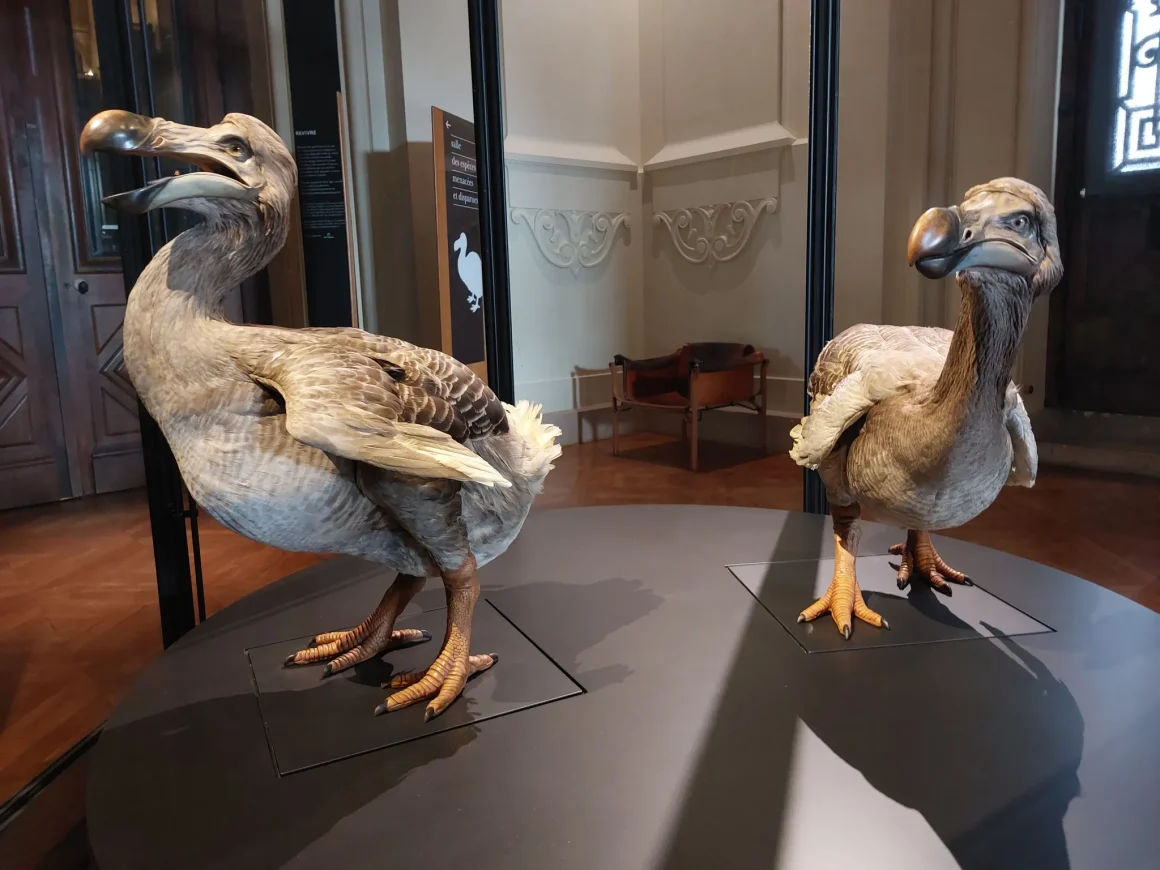 ea5dcb77-aa97-4e3a-b493-b75f76faac6b Le retour du dodo : une illusion scientifique