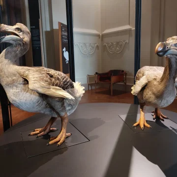 Le retour du dodo : une illusion scientifique